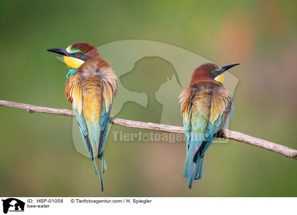 bee-eater / HSP-01058