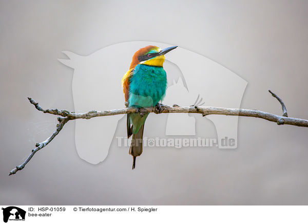 bee-eater / HSP-01059