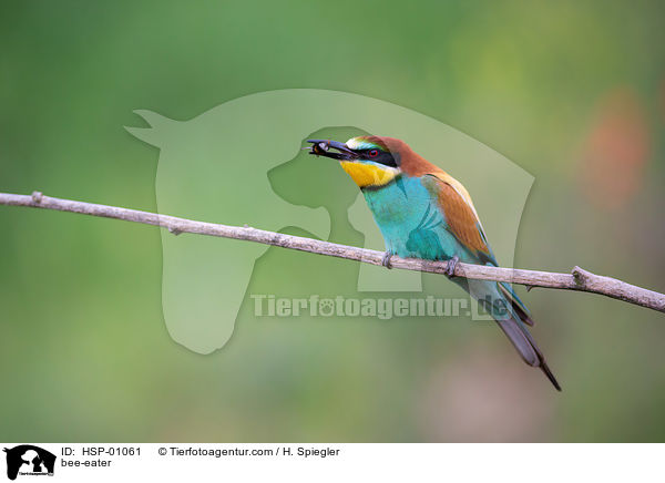 Bienenfresser / bee-eater / HSP-01061