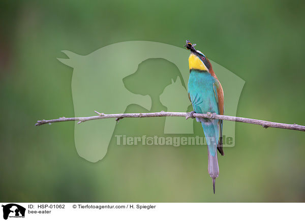 bee-eater / HSP-01062