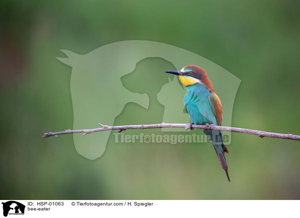 bee-eater / HSP-01063