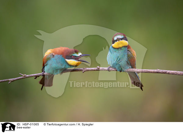 bee-eater / HSP-01065