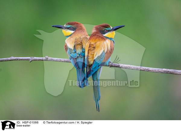 bee-eater / HSP-01066