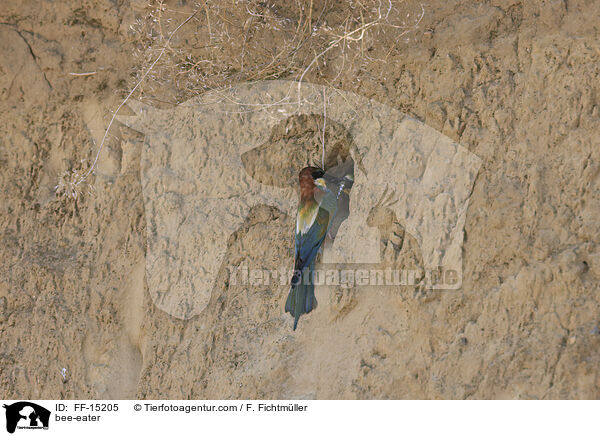 Bienenfresser / bee-eater / FF-15205
