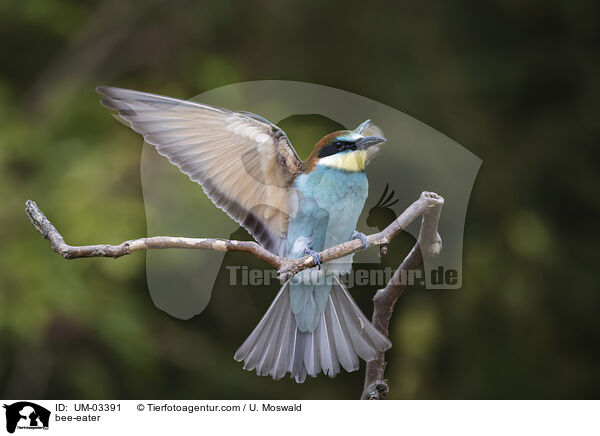Bienenfresser / bee-eater / UM-03391