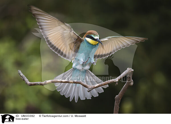 Bienenfresser / bee-eater / UM-03392