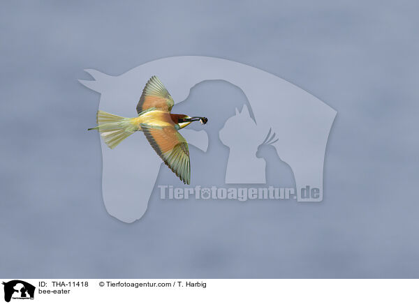 Bienenfresser / bee-eater / THA-11418