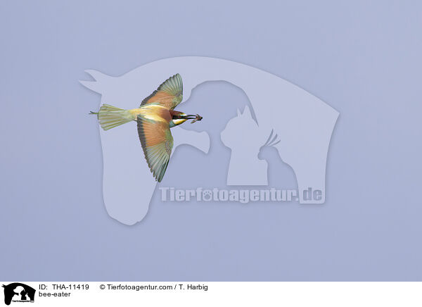 Bienenfresser / bee-eater / THA-11419