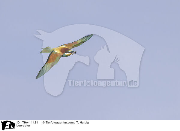 Bienenfresser / bee-eater / THA-11421