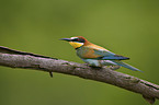 bee eater