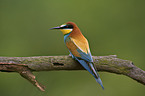 bee eater