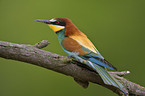 bee eater