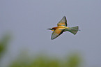 bee eater