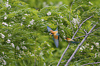 bee eater