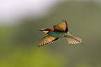 bee eater