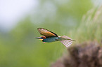 bee eater