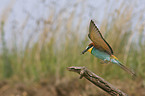 bee eater