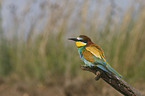 bee eater