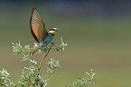 bee eater