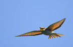 bee eater