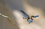 bee eater