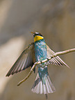 bee eater