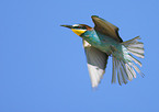 bee eater