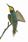 bee eater