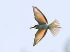 bee eater