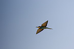 European bee-eater