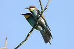 European bee-eater