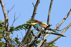 European bee-eater