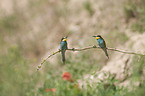 European bee-eater