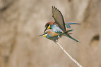 European bee-eater