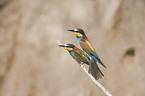 European bee-eater