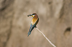 European bee-eater