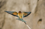 European bee-eater