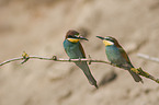 European bee-eater