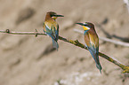 European bee-eater