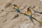 European bee-eater