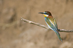 European bee-eater