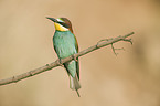 European bee-eater