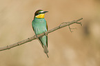 European bee-eater