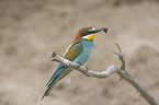 European bee-eater