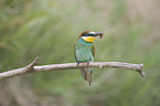 European bee-eater