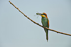 bee-eater