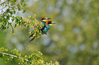 bee-eaters
