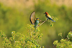 bee-eaters