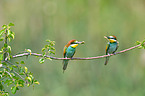 bee-eaters