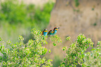 bee-eaters